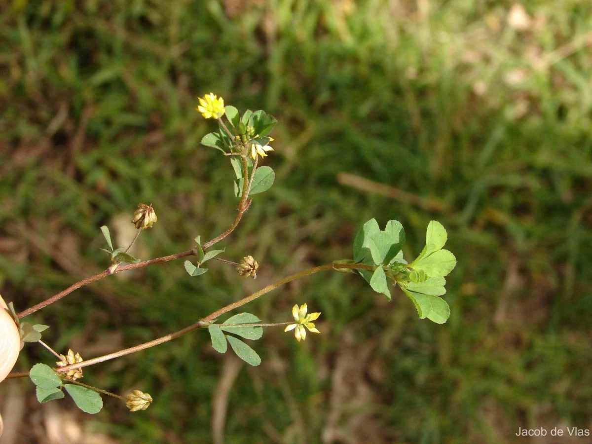 Trifolium dubium Sibth.